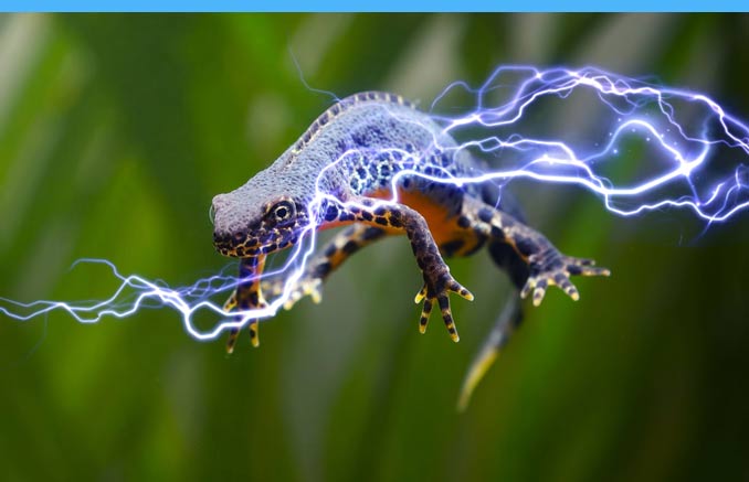 electrifiednewt Electrified Newt